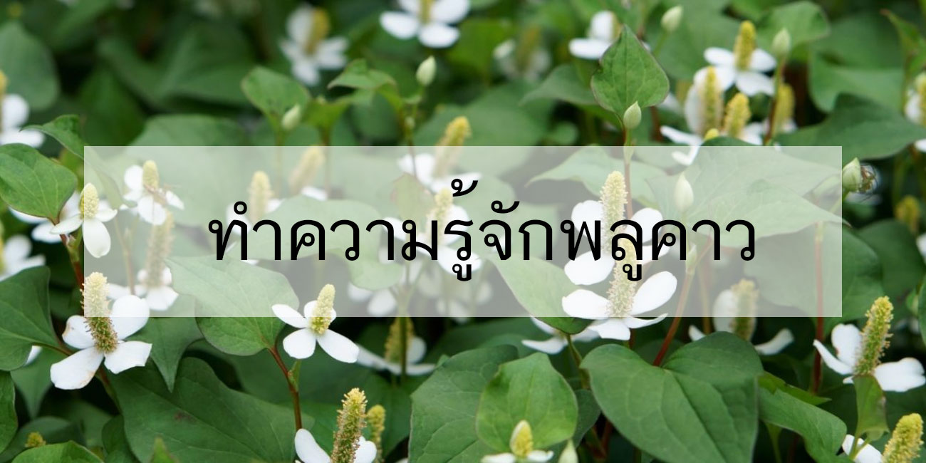 พลูคาว หรือ ผักคาวตอง